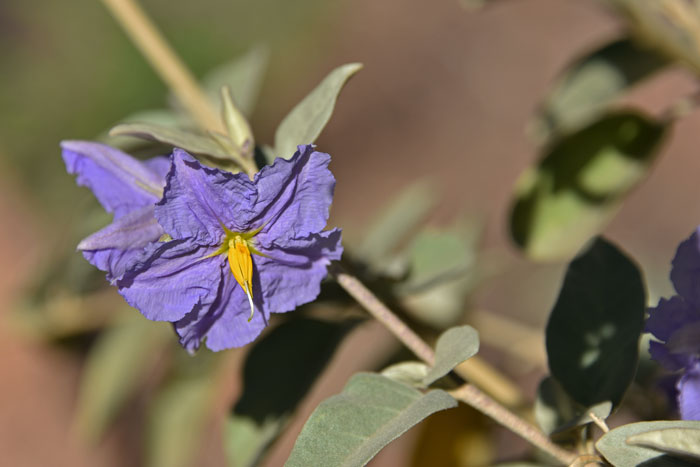Hinds Nightshade has purple flowers that bloom in March. The species grows at tight elevations from 1,500 to 1,800 feet in elevation. Solanum hindsianum Hinds Nightshade has purple flowers that bloom in March. The species grows at tight elevations from 1,500 to 1,800 feet in elevation. Solanum hindsianum